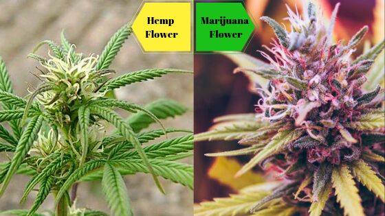 Comparison of hemp and marijuana flowers showing distinct physical traits.